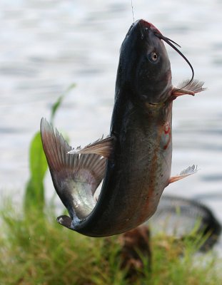 CATCH OF THE DAY