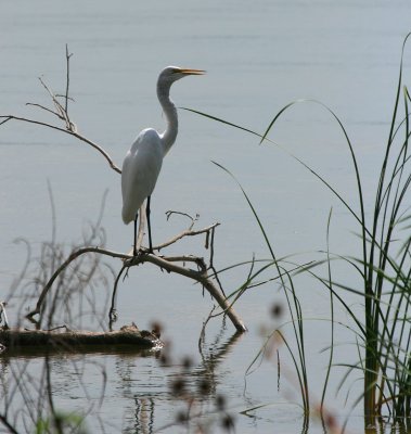 GREAT WHITE EGRET HANGING OUT IN THE STICKS