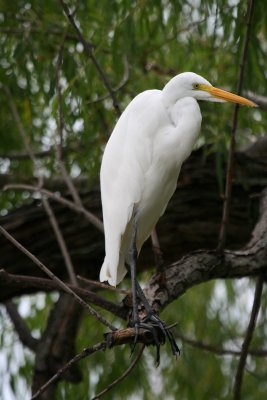 EGRET IN A TREE POSING FOR ME