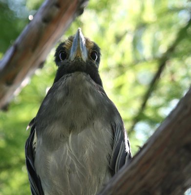 WATCHING ME CLOSELY