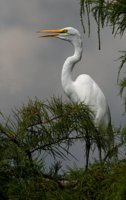 IN A TREE IN THE PARK