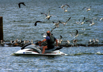 JET SKIING WITH THE GULLS