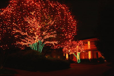 TREE LIGHTS