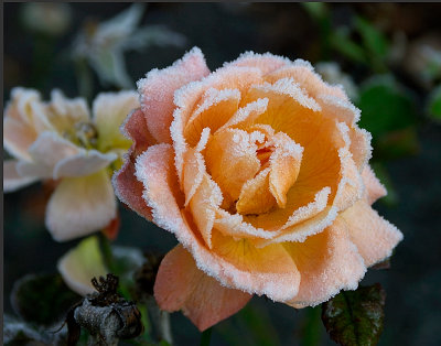 Frosted Rose