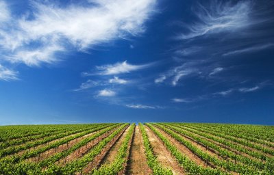 Vineyard, Barossa Valley, South Australia