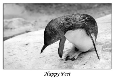 Happy Feet - 11th  December,  2006