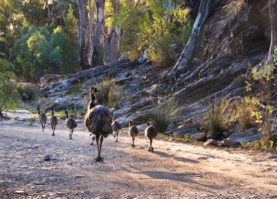Keeping the Kids in line - Emus in Brachina Gorge, Flinder's Ranges