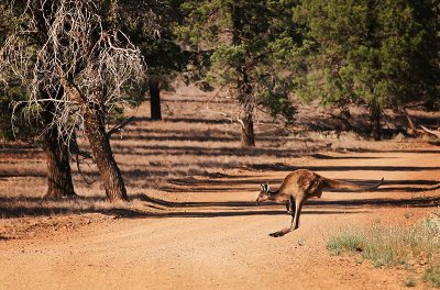 Kangaroo Crossing - Wilpena Pound, Flinder's Ranges