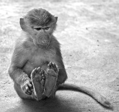 Baby Baboon puts his feet up.