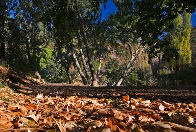 Autumns Beginning - Down Under - April 2