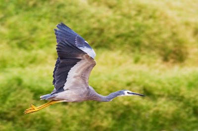 Heron - takes flight