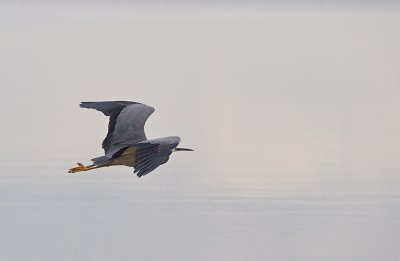 Heron - disappearing over the lake