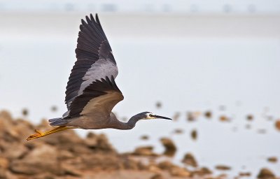 Heron - over the lake