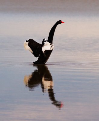 Birds on Lake Albert - Black Swan