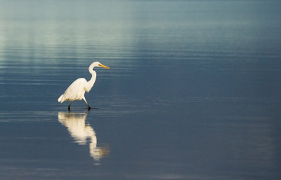 Birds on Lake Albert - Great Egret hunting