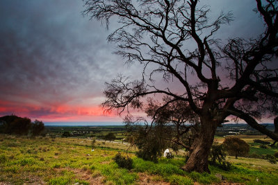 Sunrise from Mengler's Hill, Barossa Valley