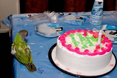 Moochie's 6th Hatchday Party