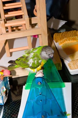 Moochie's 6th Hatchday Party