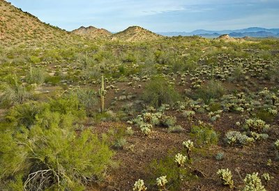Phoenix 2007