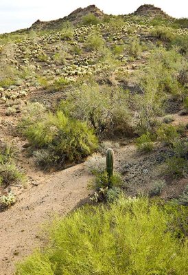 Phoenix 2007