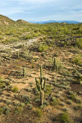 Phoenix 2007