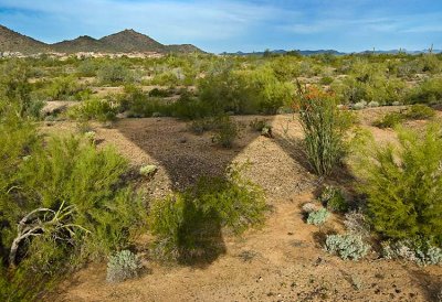 Phoenix 2007
