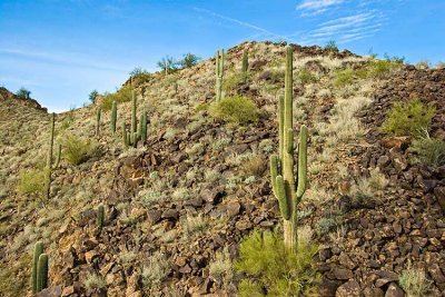 Phoenix 2007