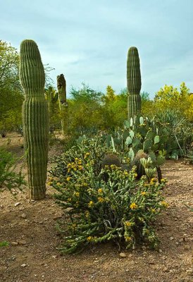 Phoenix 2007