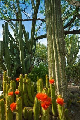 Phoenix 2007