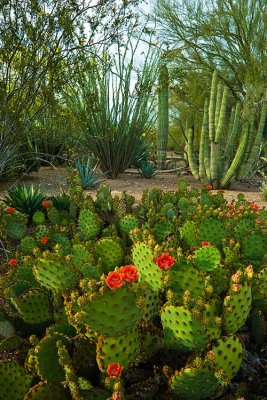 Phoenix 2007