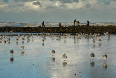 Sea gulls