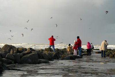 Watching the seagulls