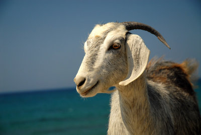 Greek goat