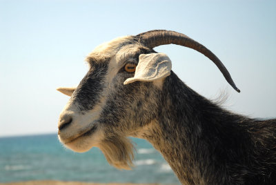 Smiling goat