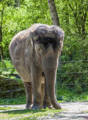 woodland_park_zoo