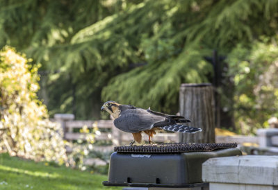 woodland_park_zoo