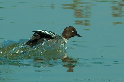 Bucephala Clangula