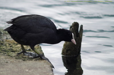  Fulica Atra