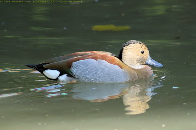 Callonetta Leucophrys
