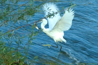 Egretta garzetta
