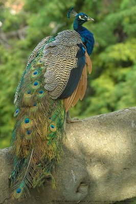 Pavo Cristatus