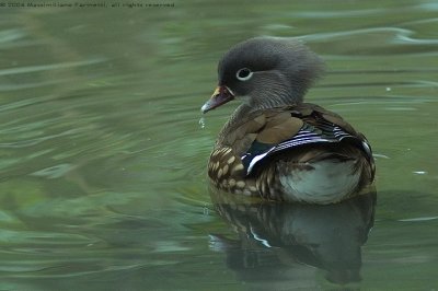 Aix Galericulata