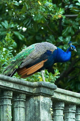 Pavo Cristatus