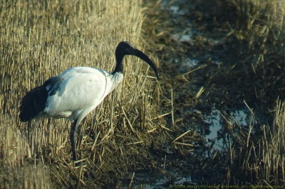 Threskiornis aethiopicus