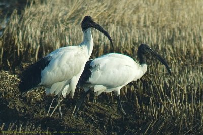 Threskiornis aethiopicus