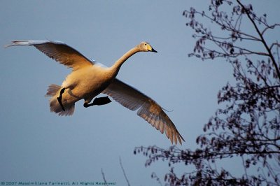 Cygnus cygnus