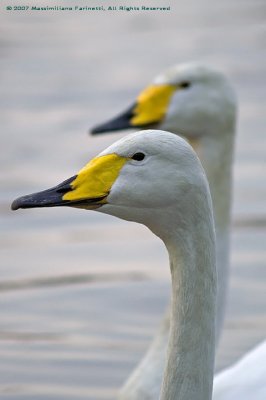 Cygnus cygnus