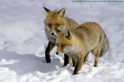 Vulpes vulpes