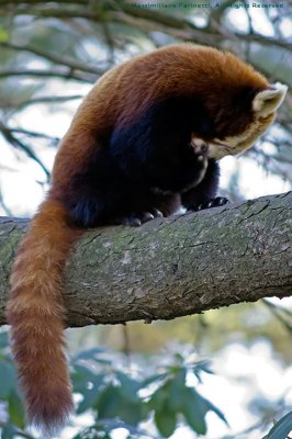 Ailurus fulgens