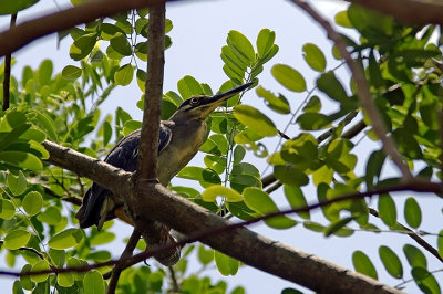 Nycticorax nycticorax